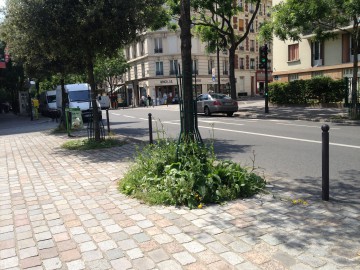 Vœu relatif à la gestion des pieds d’arbres&nbsp;parisiens
